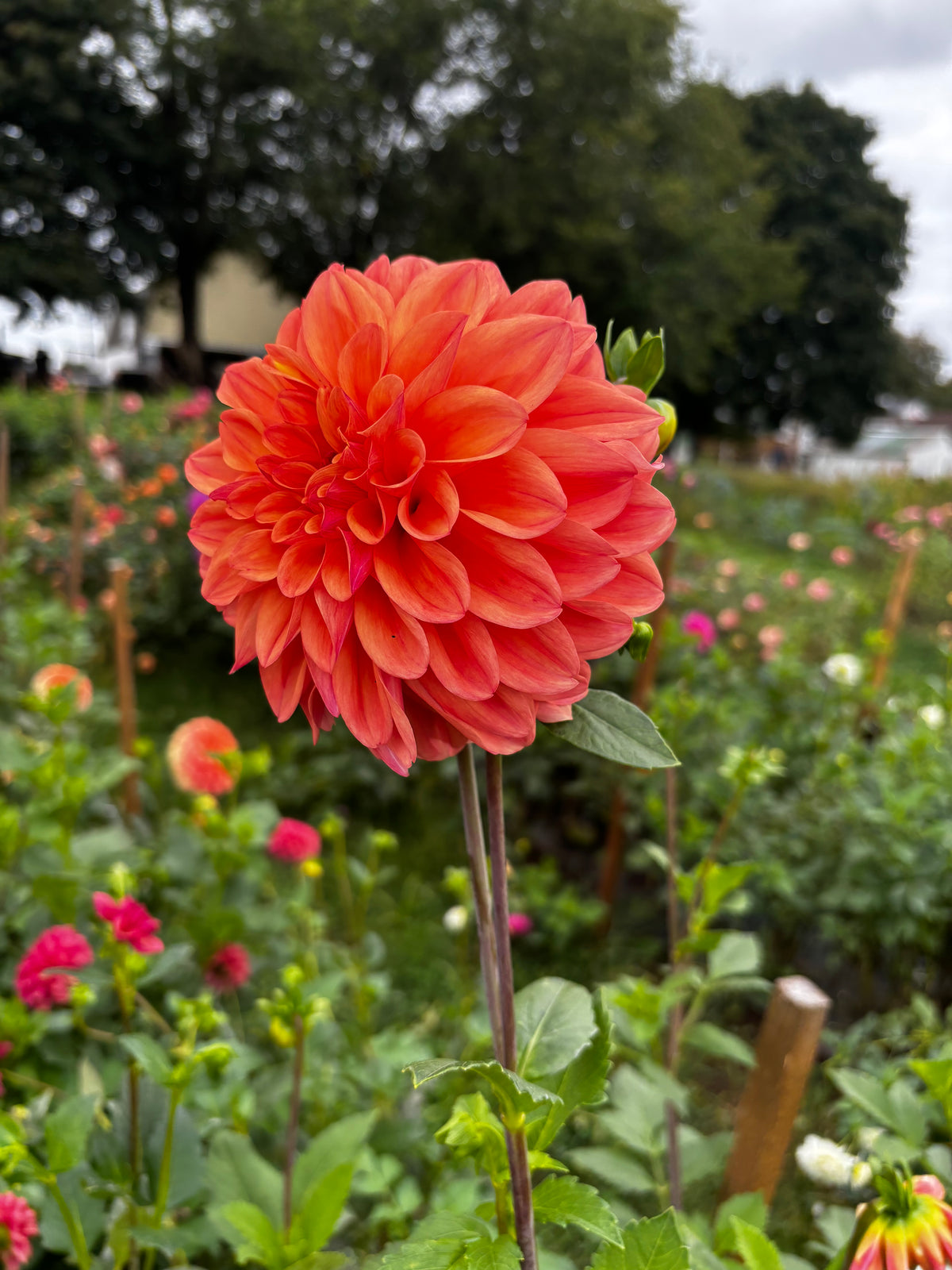 Robann Butterscotch