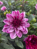 Creme De Cassis