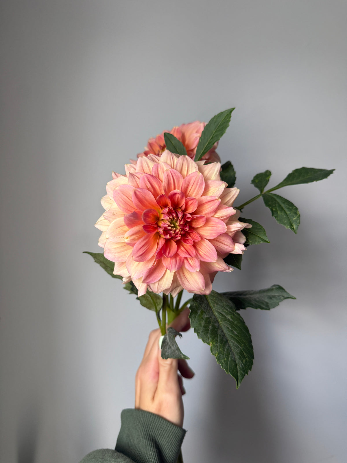 Peach Bud