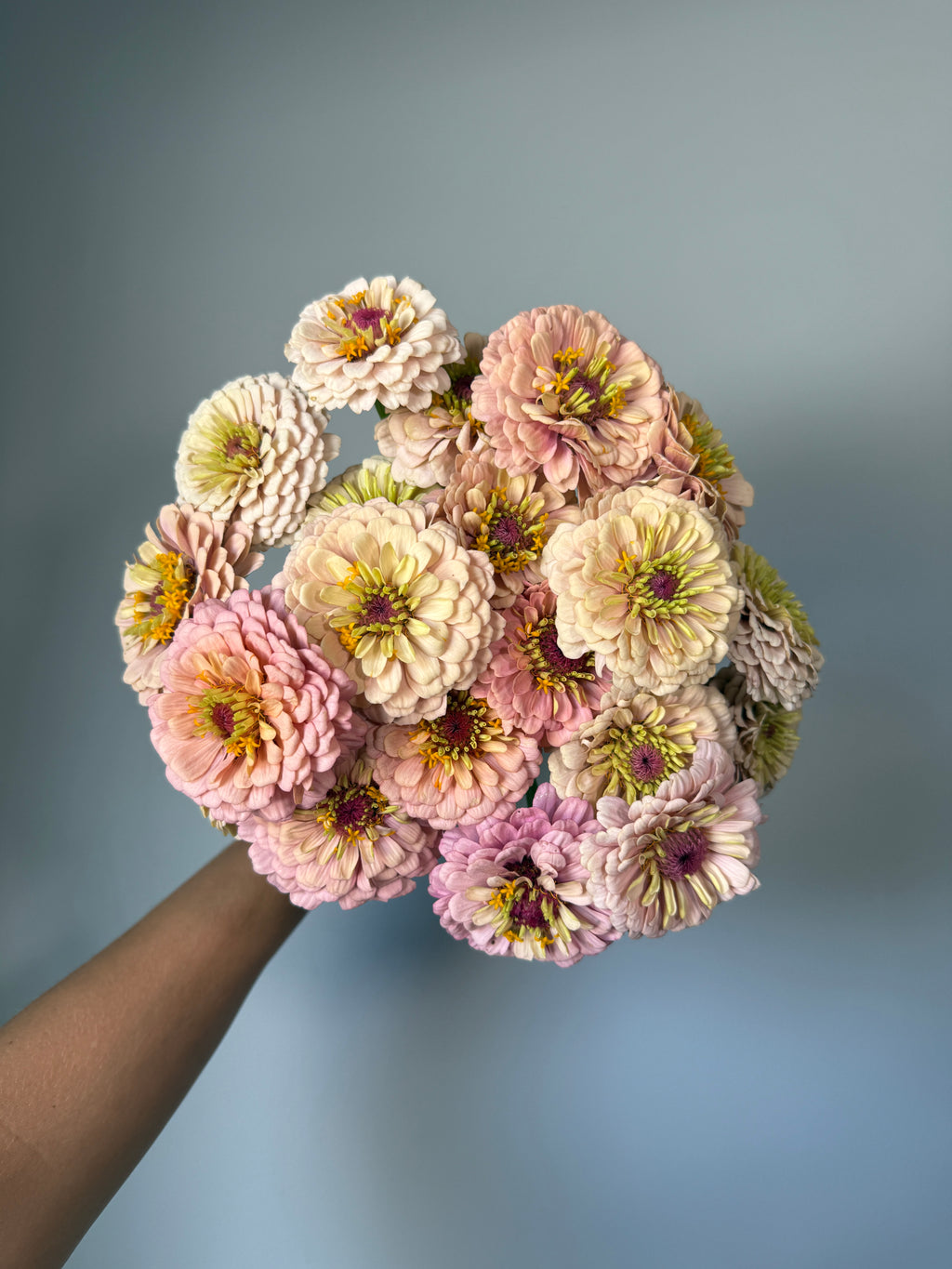 Zinnia Seeds