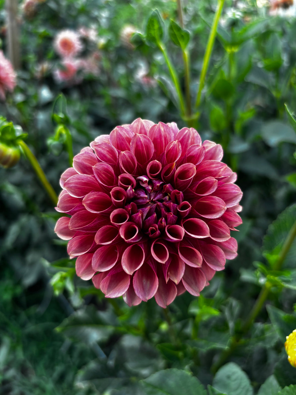 Burfoot Dessert Rose