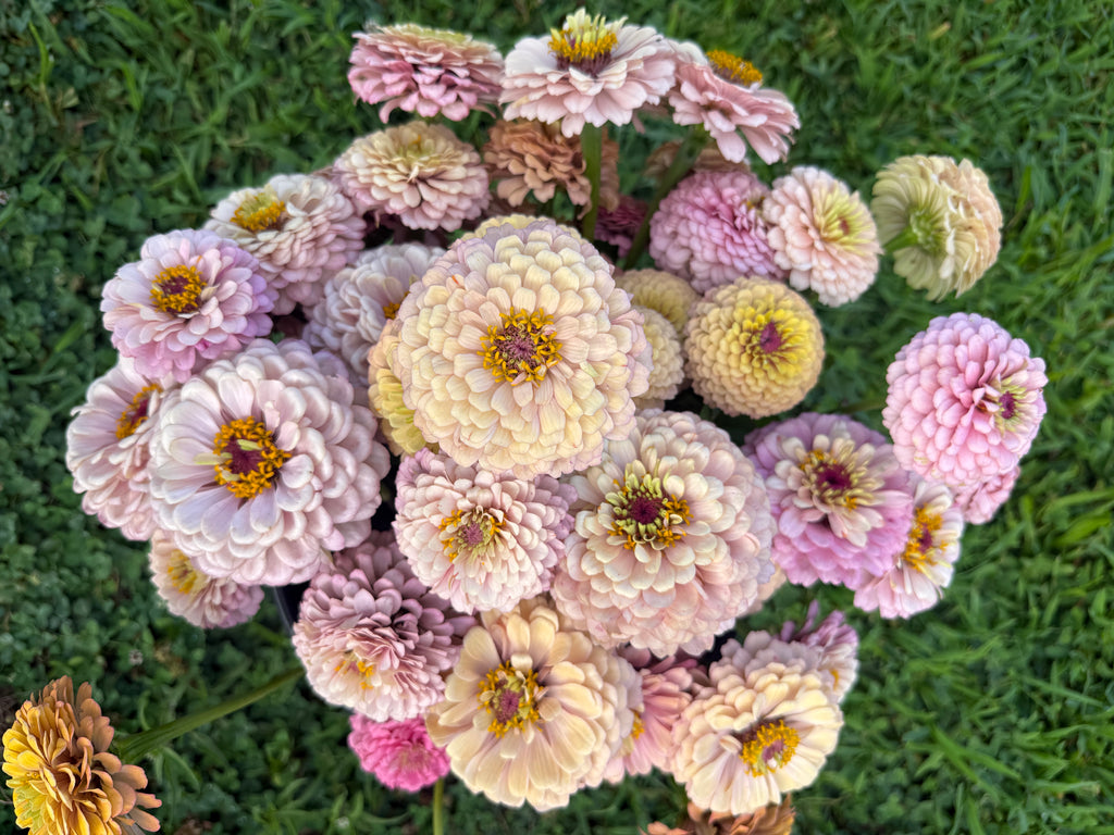 Zinnia Seeds