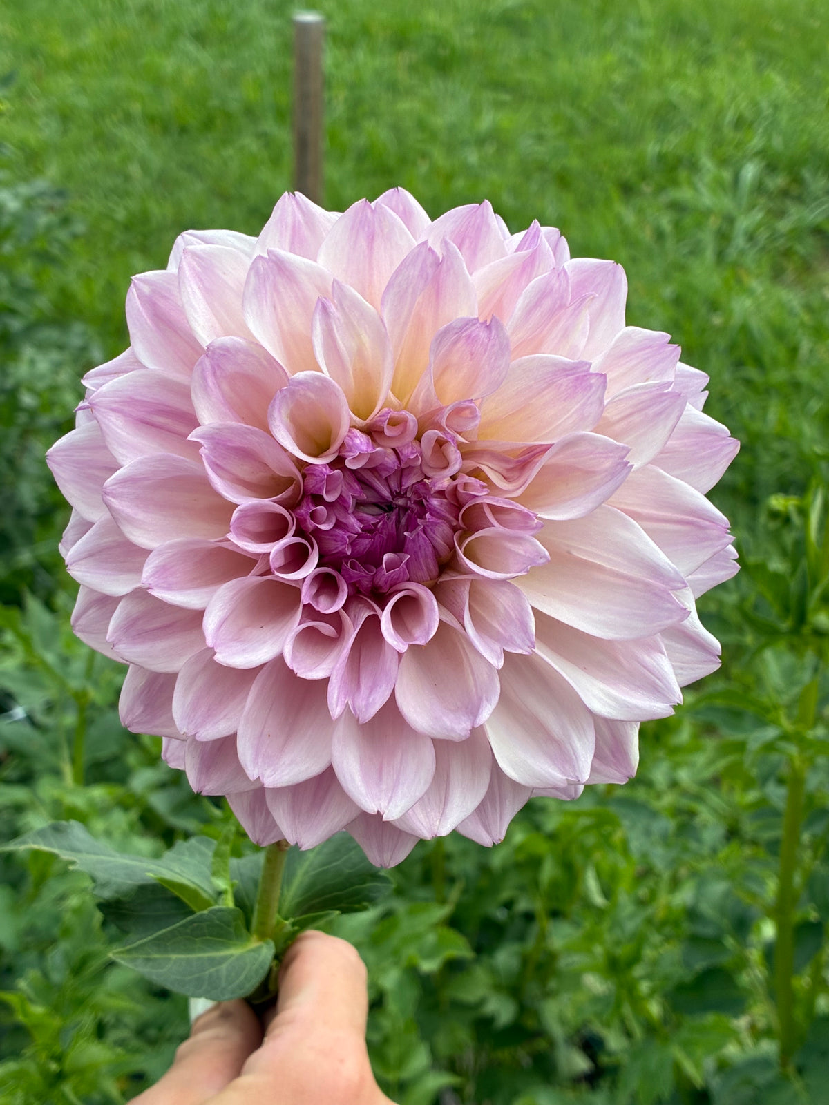 KA’s Pearl