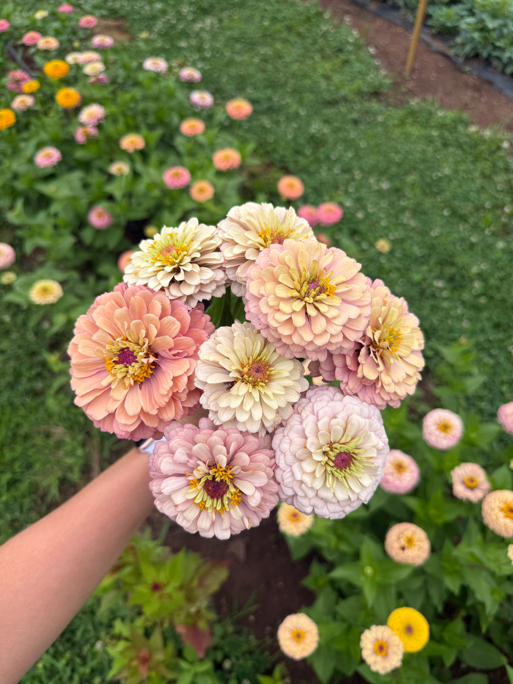 Zinnia Seeds