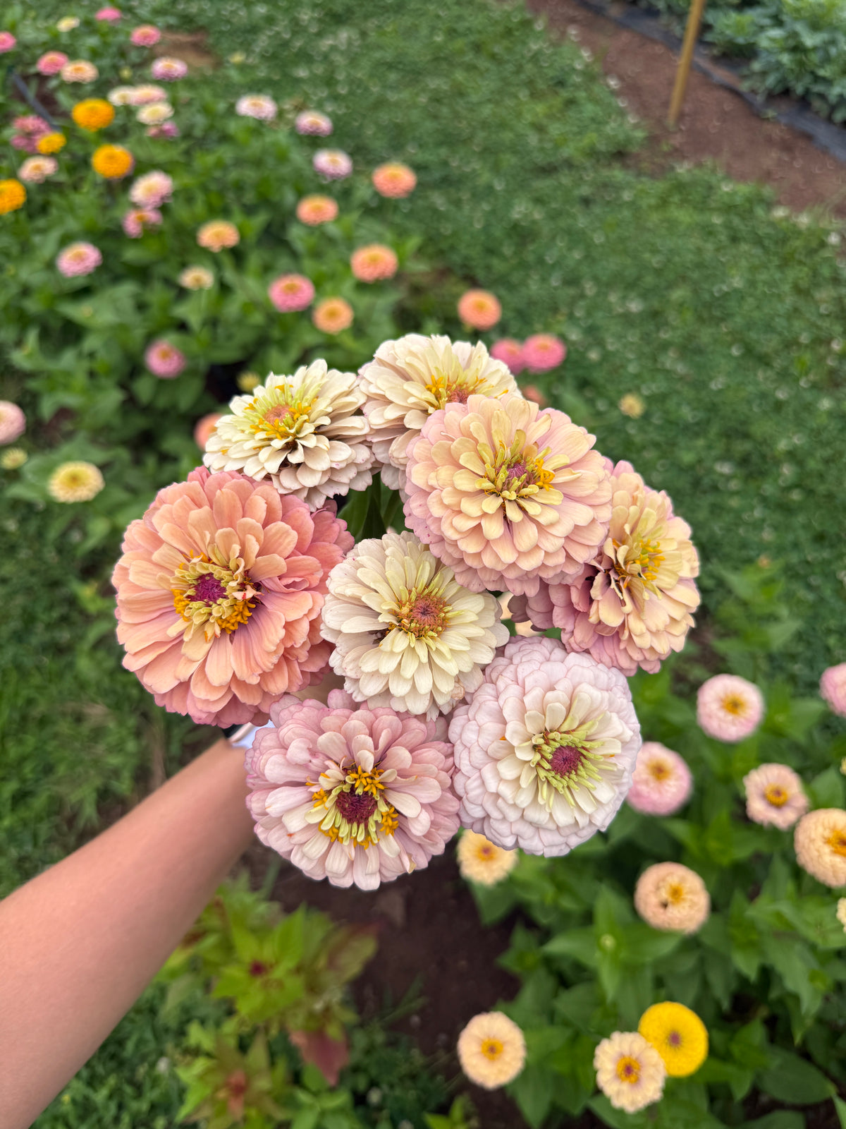 Zinnia Seeds