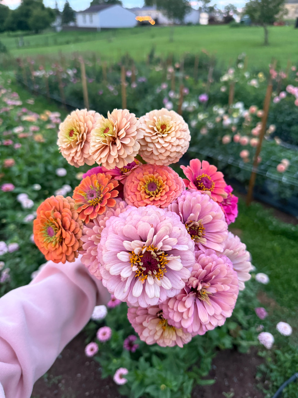 Zinnia Seeds