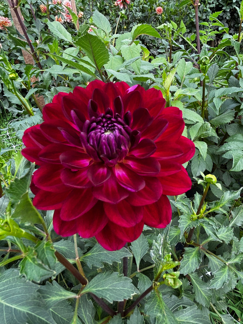 Sandia Bertha