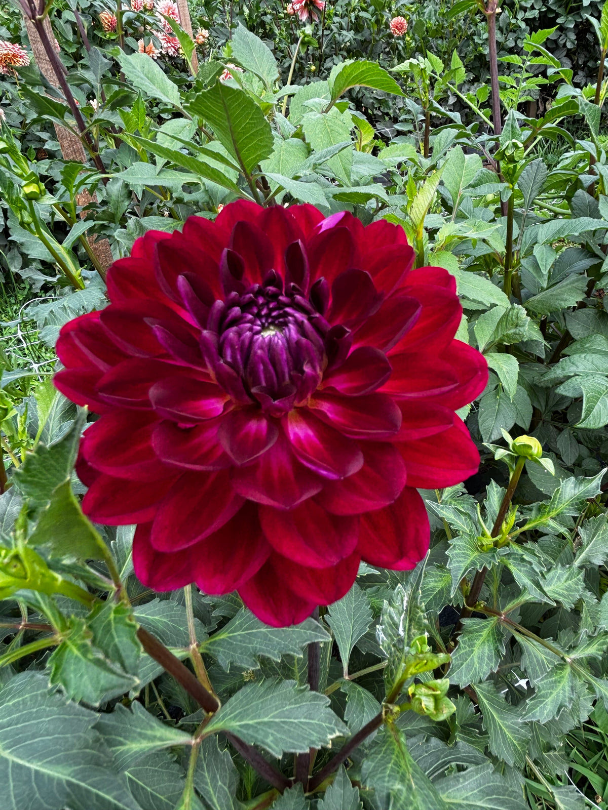 Sandia Bertha