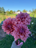 Lileah Caramel Rose