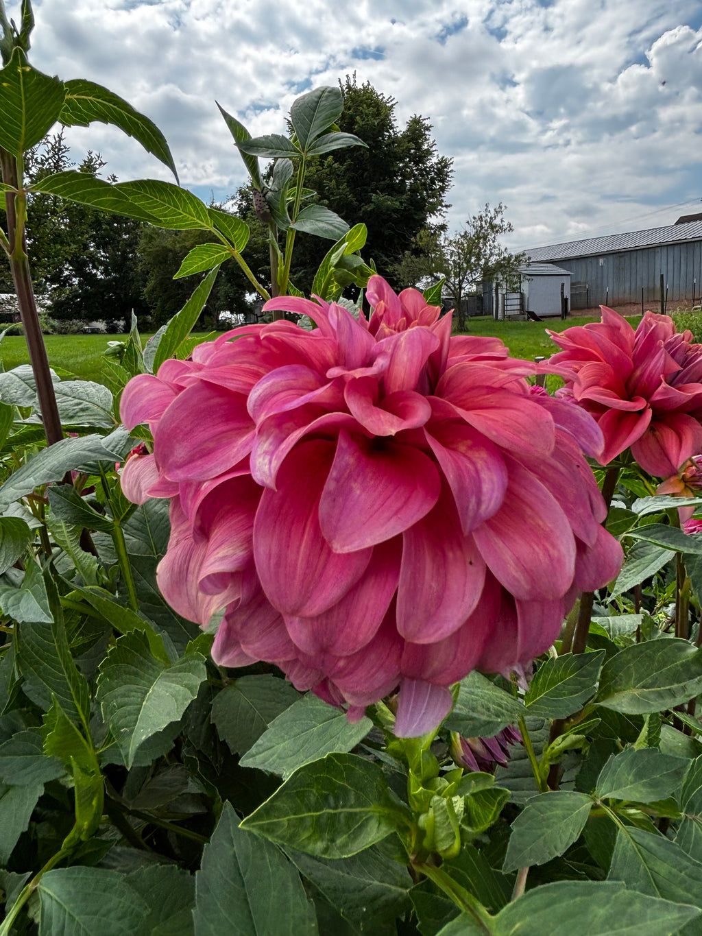 Lileah Caramel Rose