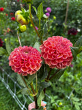 Burfoot Pasta
