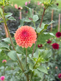 Levi's Fiery Plum