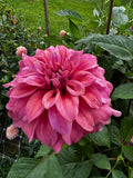 Lileah Caramel Rose