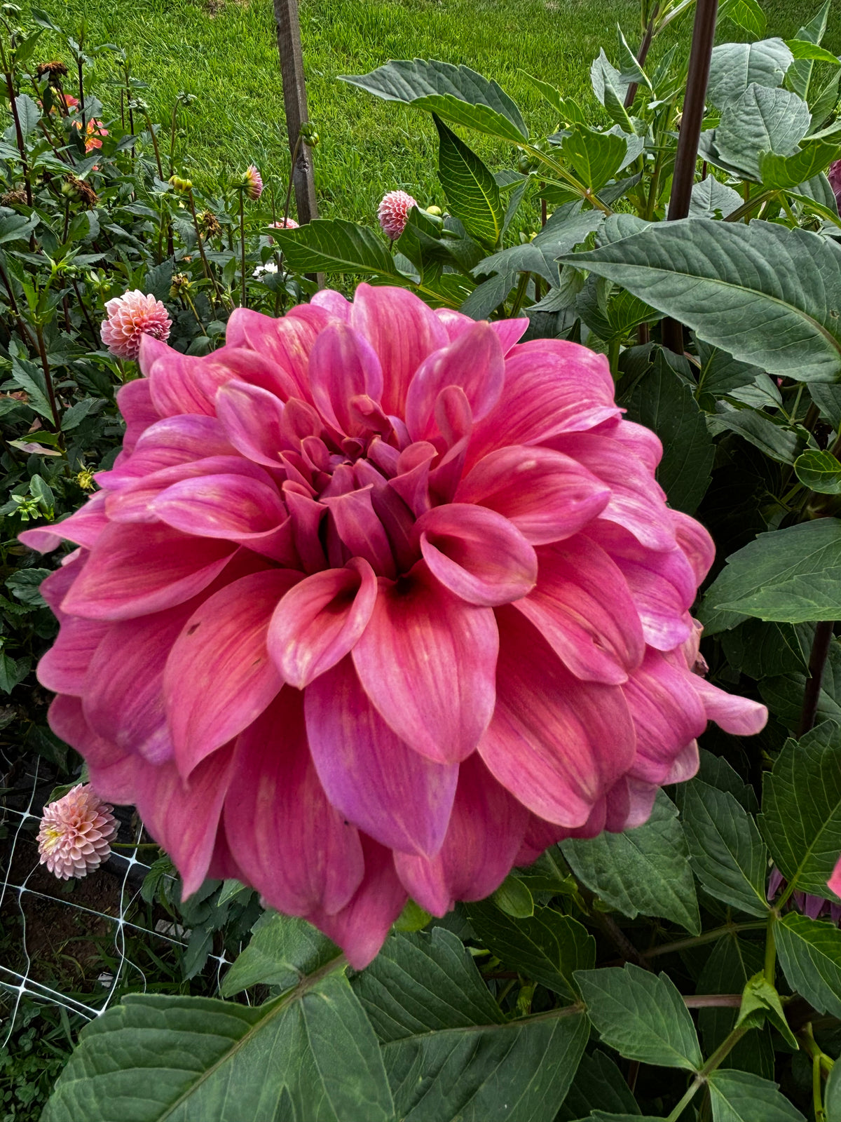 Lileah Caramel Rose