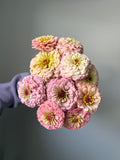 Zinnia Seeds