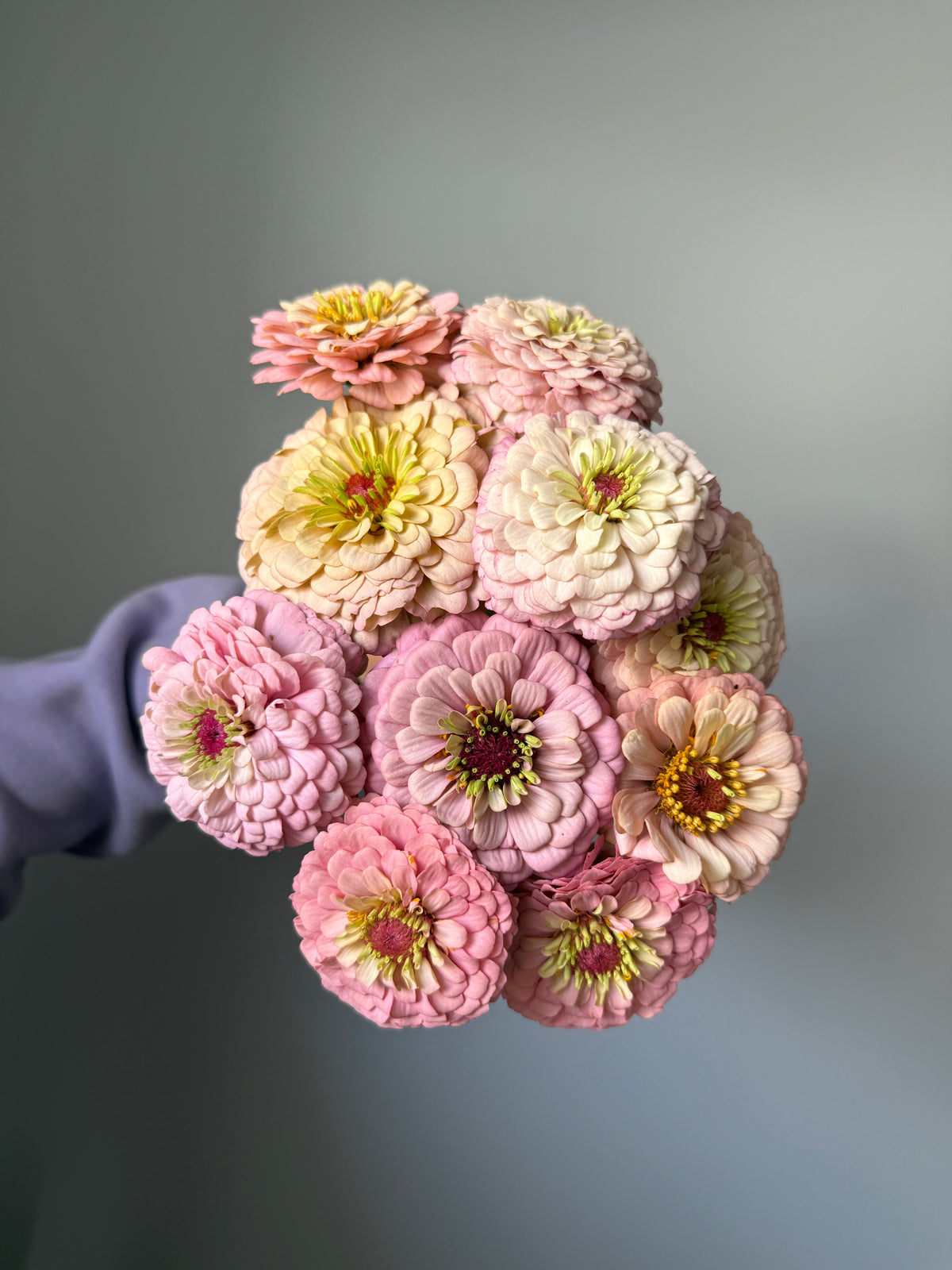 Zinnia Seeds