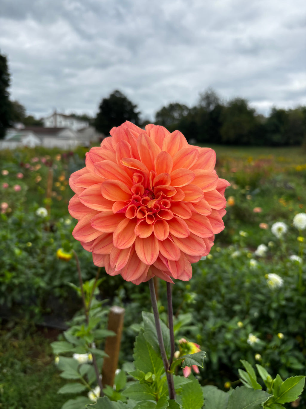 Robann Butterscotch