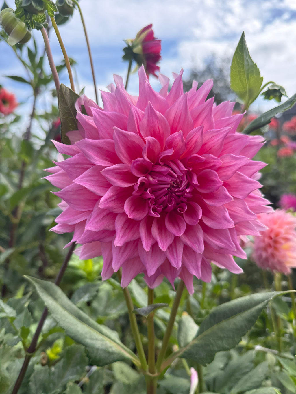 Wynn's Pink Pearl
