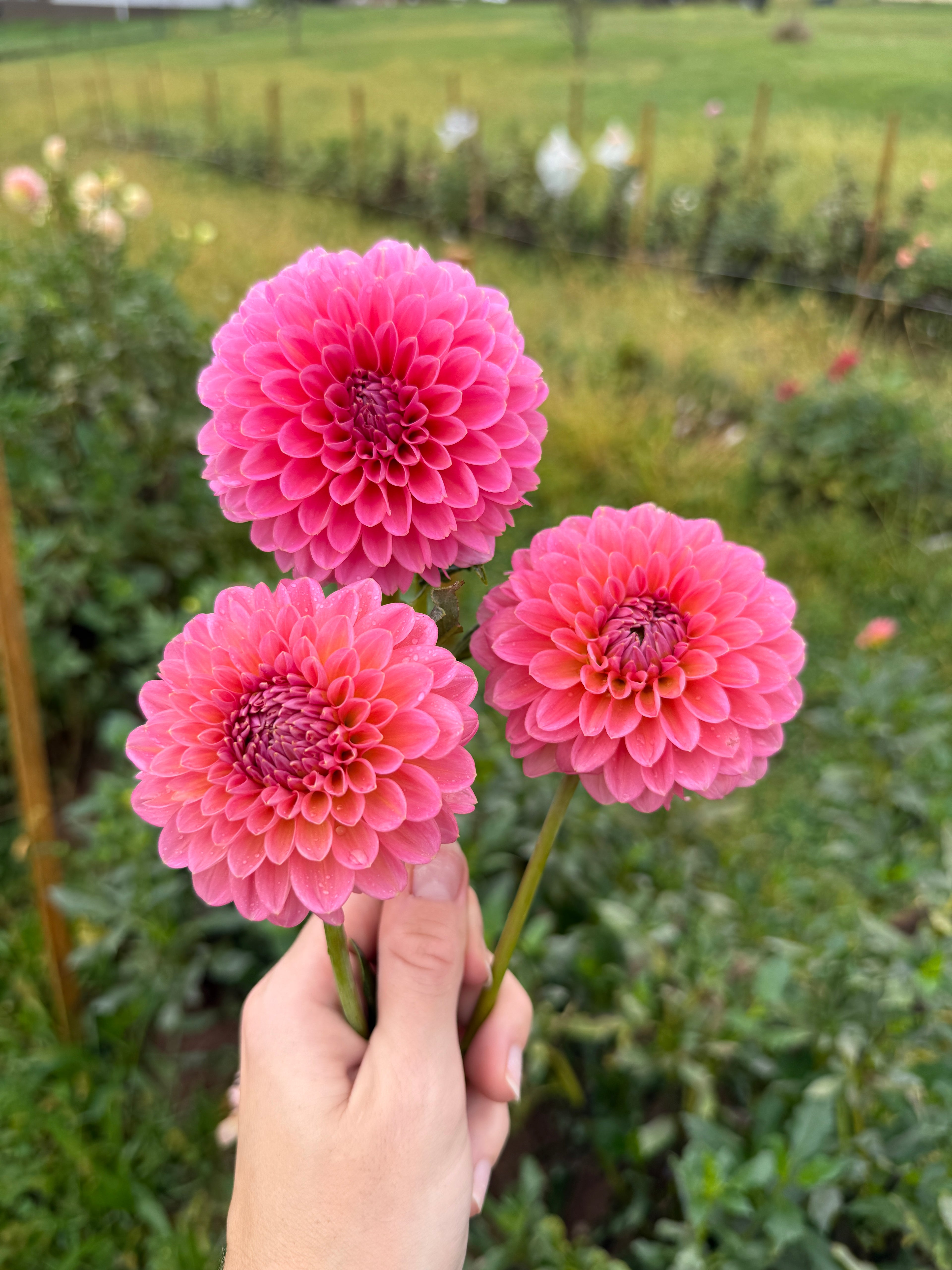 Pink Runner