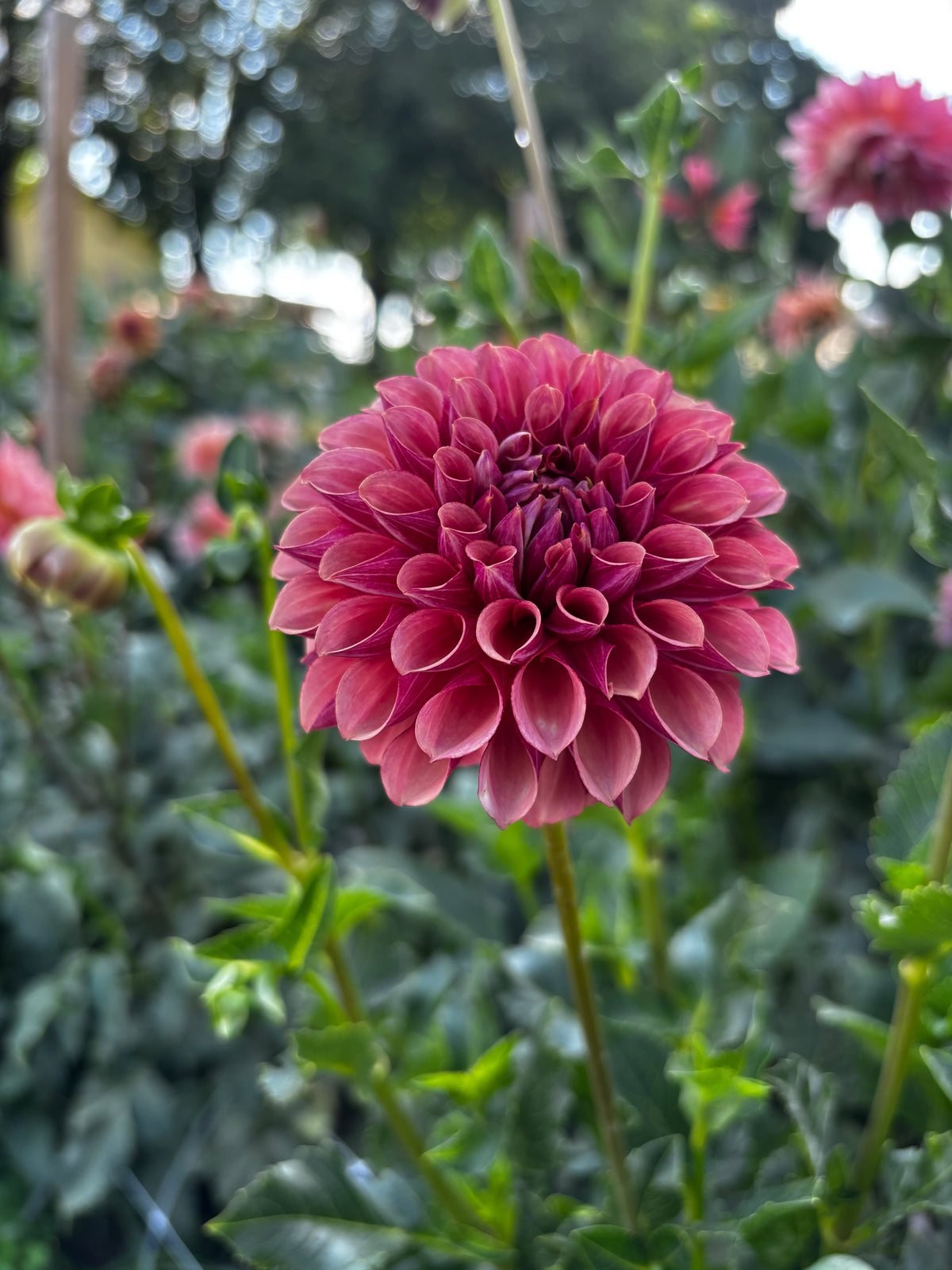 Burfoot Dessert Rose