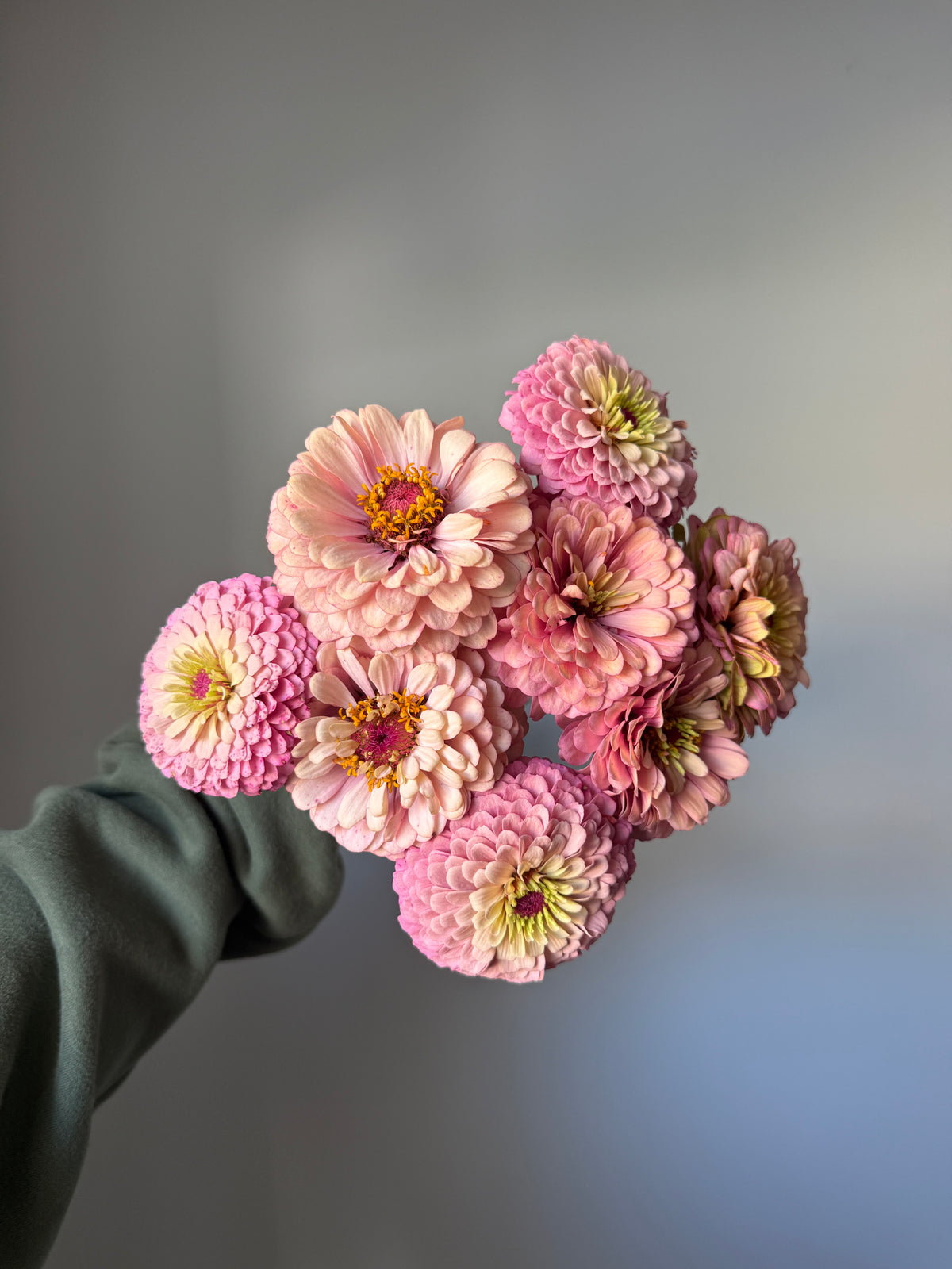 Zinnia Seeds