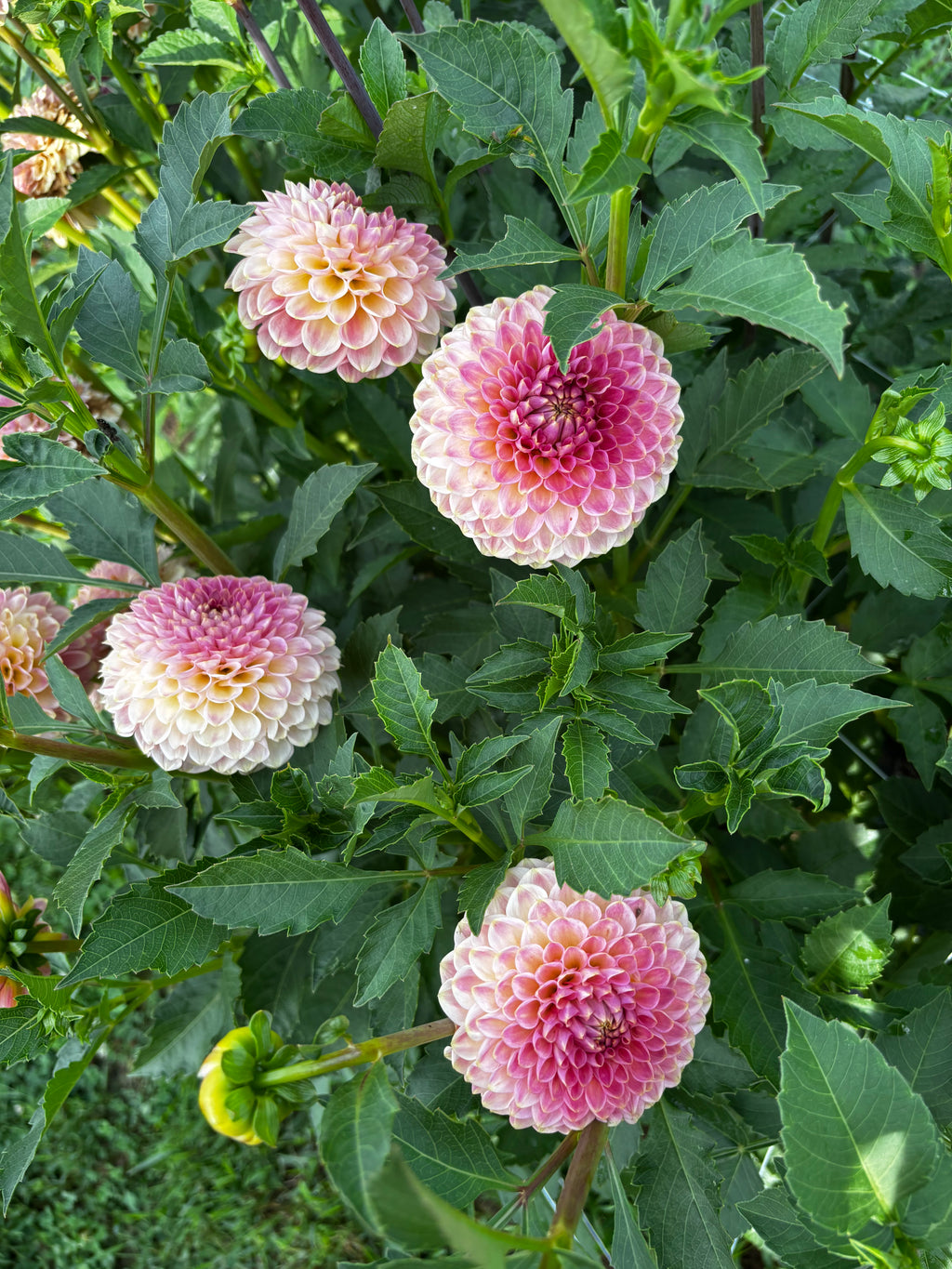 20TH Ave Softer Peach