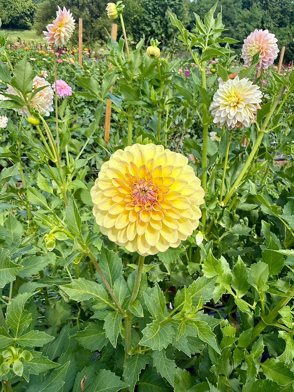Coseytown Gale