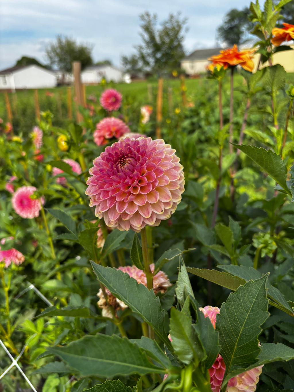 20TH Ave Softer Peach