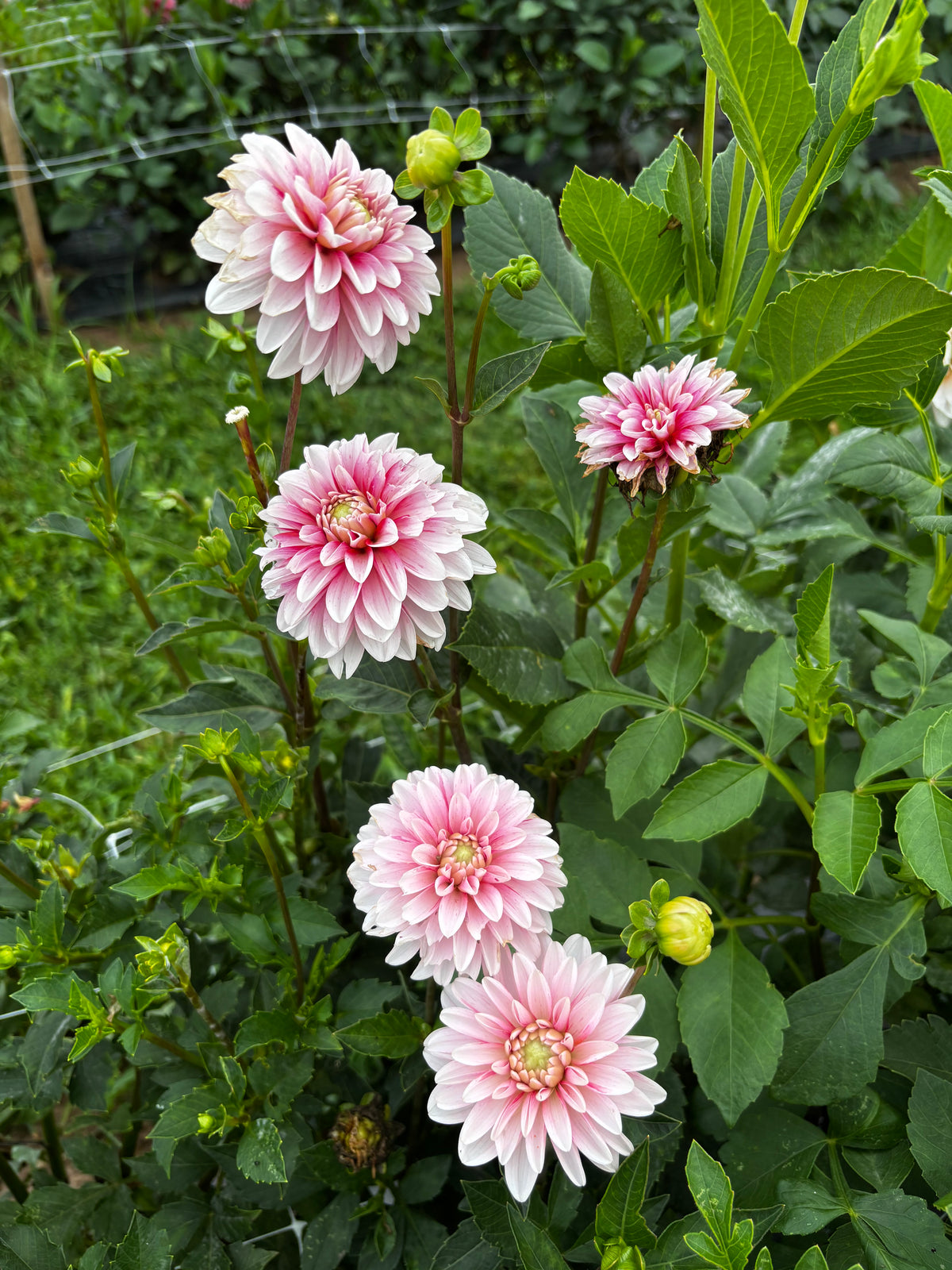 Strawberry N Cream