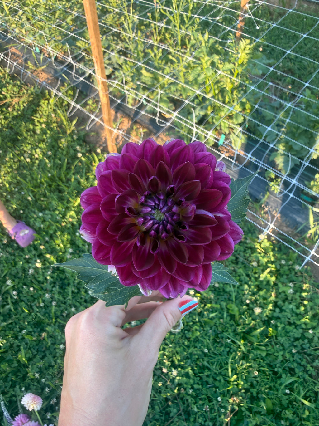 Sandia Bertha