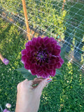 Sandia Bertha