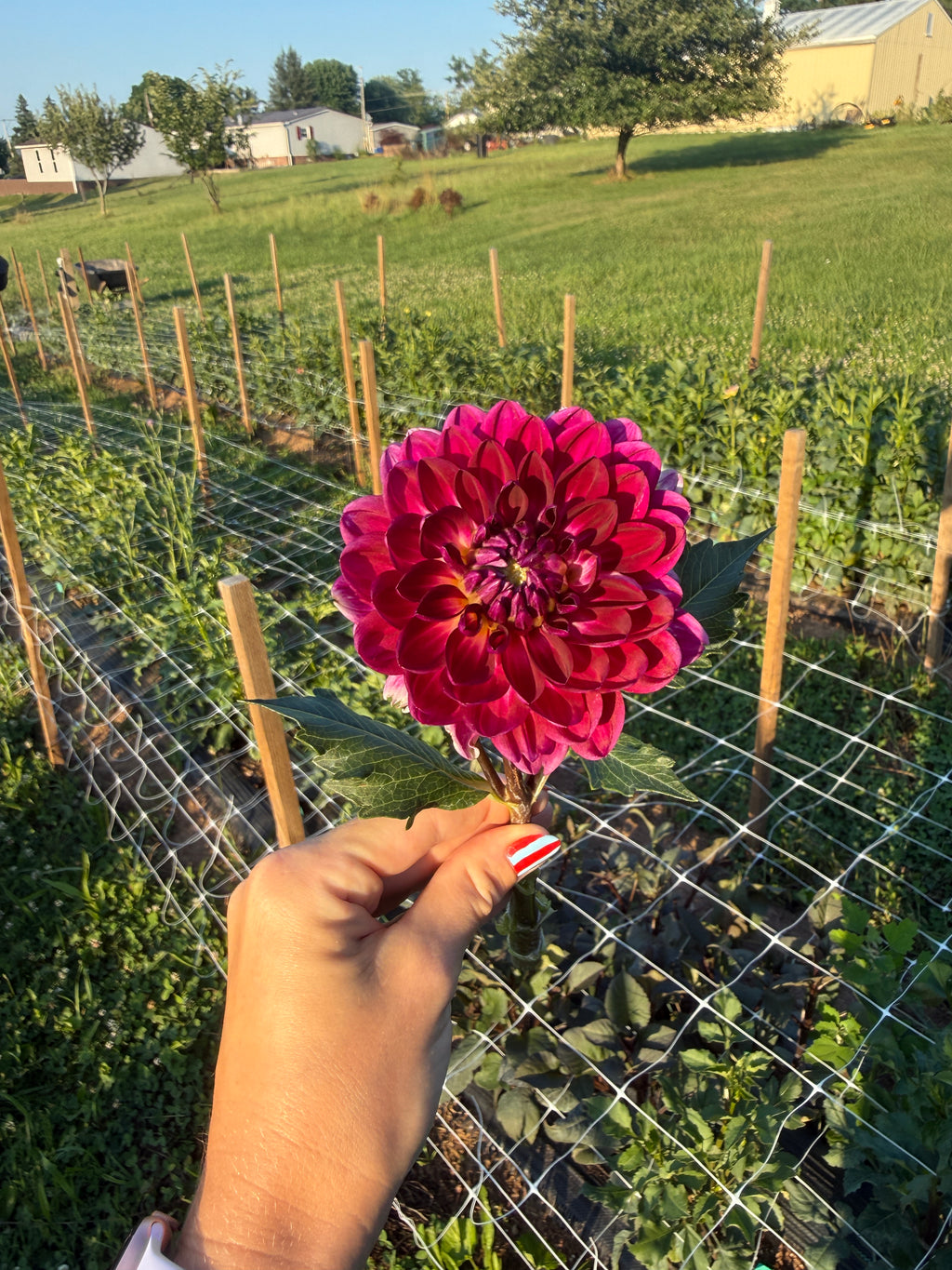 Sandia Bertha