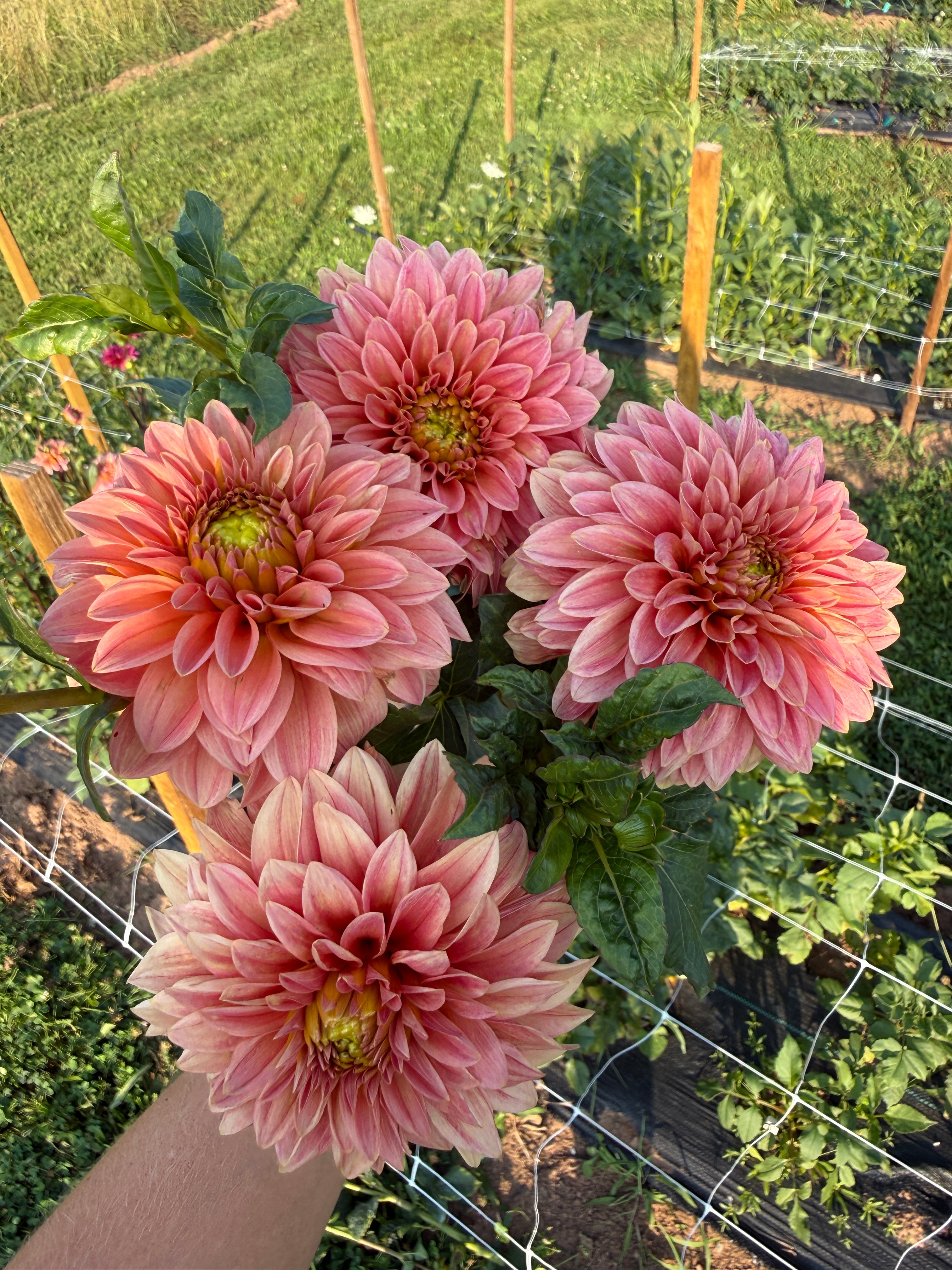 KA's Guava