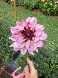 Creme De Cassis