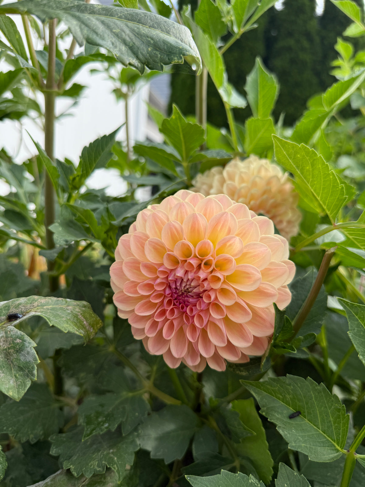 Lee's Lula Belle