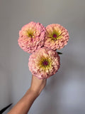 Zinnia Seeds