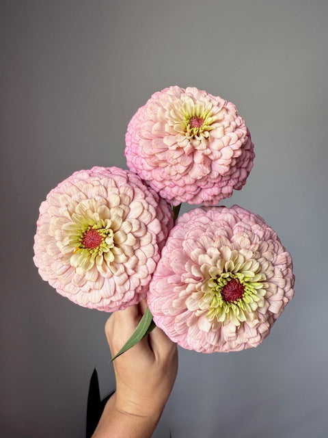 Zinnia Seeds