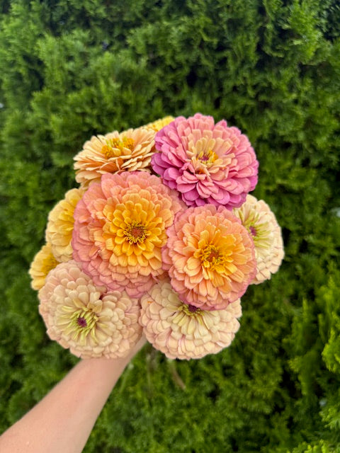 Zinnia Seeds
