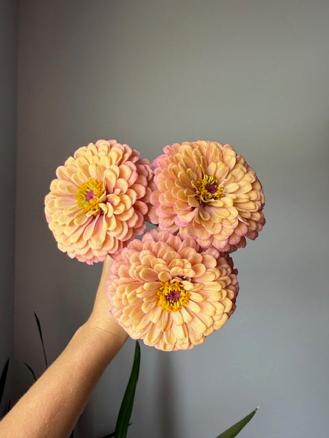 Zinnia Seeds