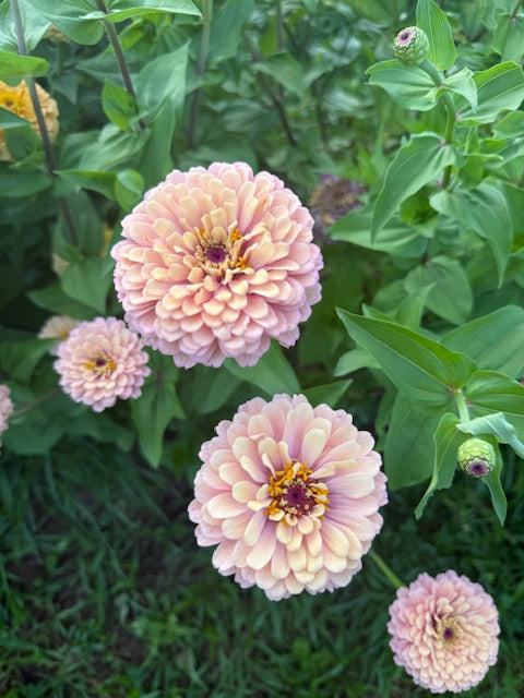 Zinnia Seeds