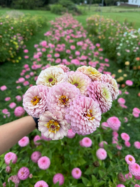 Zinnia Seeds